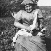 Plucking Chickens