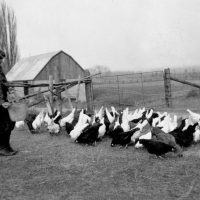 Boy with hens