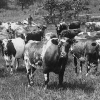 Grazing Cattle