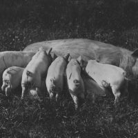 Sow and piglets