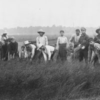 Pulling Flax