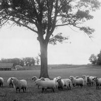 Sheep grazing