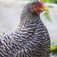 Backyard Chicken