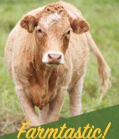 Farmtastic Introduction