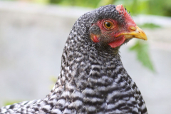 Farmtastic-Backyard-Farming