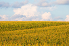 Farmtastic-Field-of-Crops