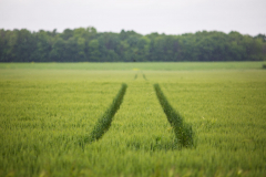 Rows-in-the-Field