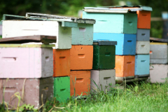 Bee-Hives