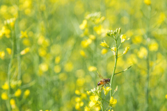 Bee-on-Flower