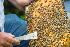 Honey-and-Bees