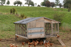 Chicken-Coop