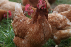Free-Range-Chickens