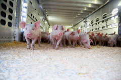 Piglets