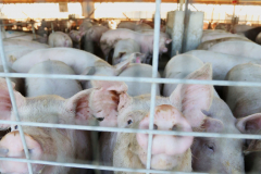 Vista-Villa-Pigs